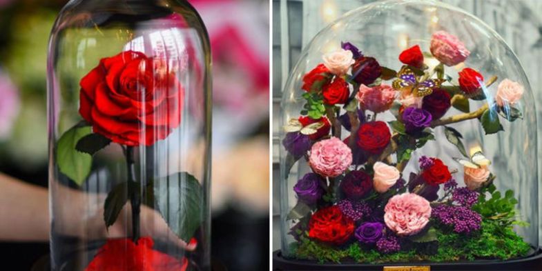 گل‌های رز طبیعی با ۲۰ سال عمر +تصاویر