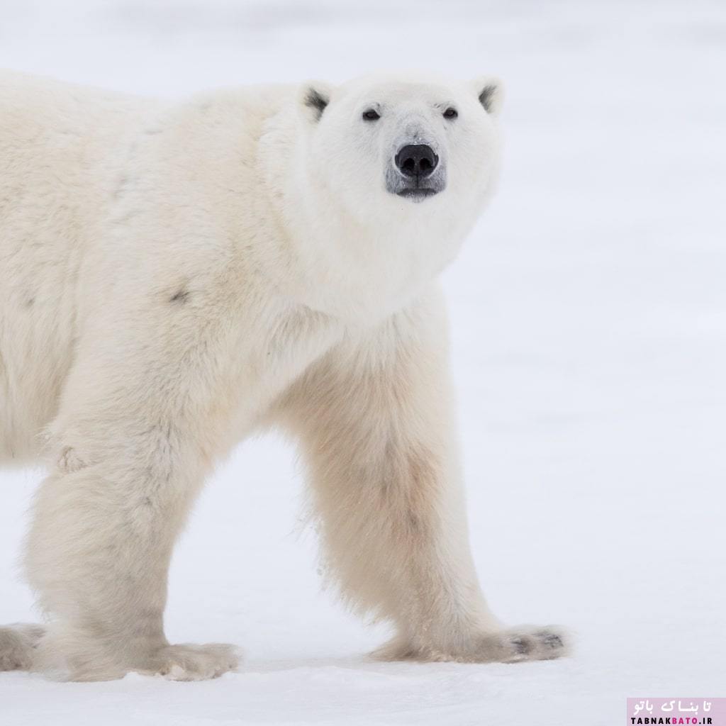 پرتره‌هایی جذاب از خرس‌های قطبی چرچیل