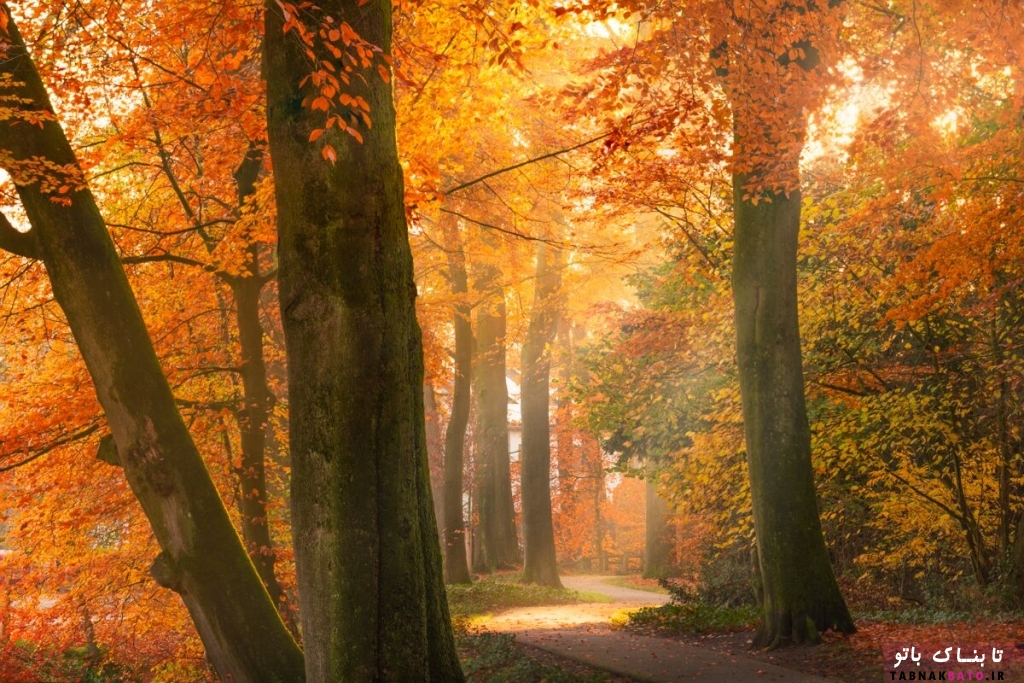 تصاویر: تلألوی زیبای آفتاب پاییزی