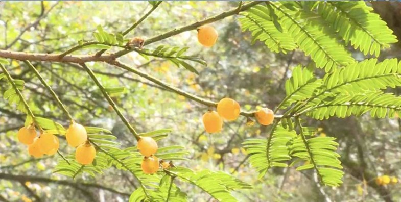 کشف درخت نادر ۵۰۰ ساله با میوه‌های زردرنگ +تصاویر