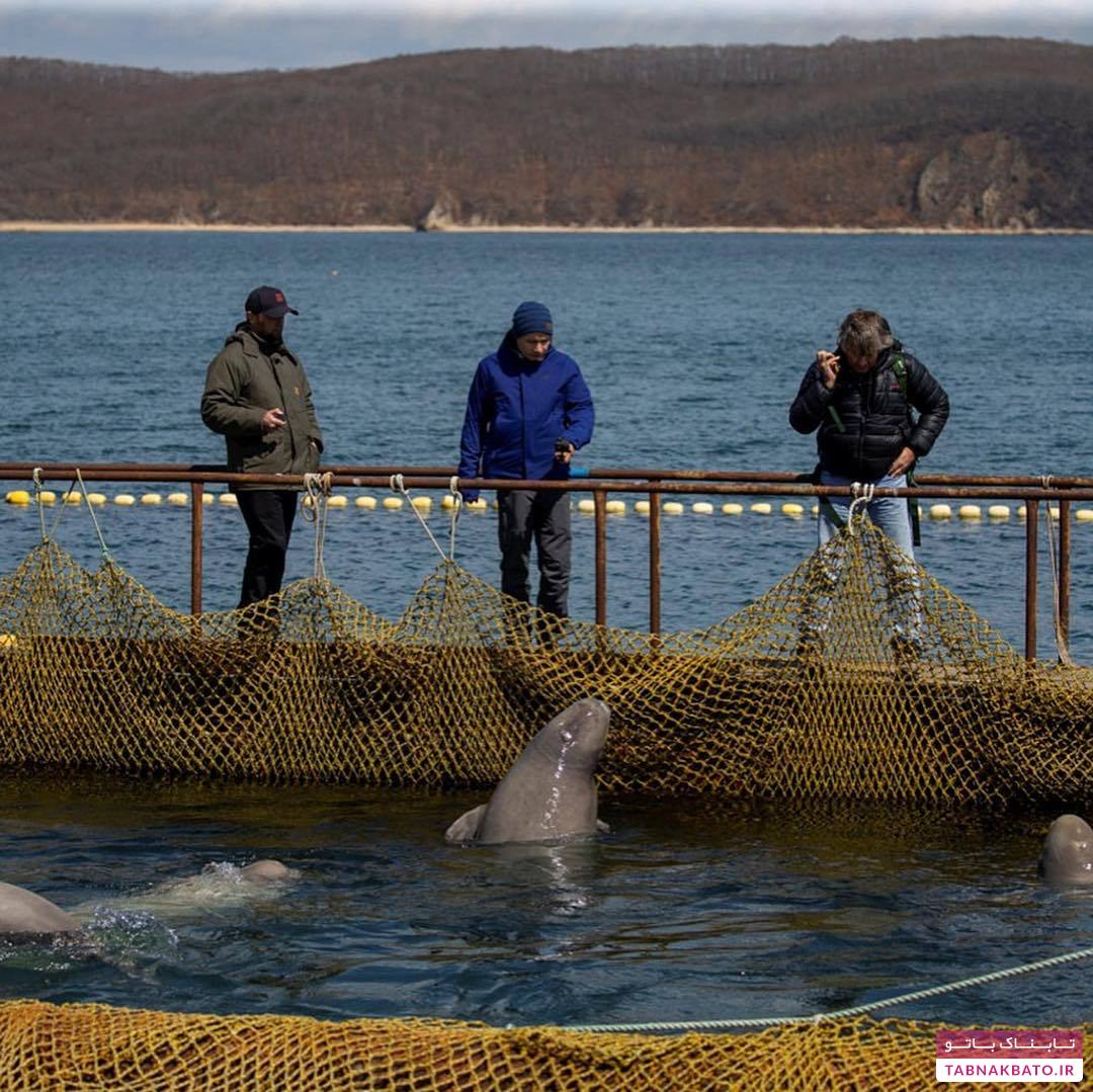 پاسخ مقامات روسی به لئوناردو دی کاپریو درباره نهنگ‌ها
