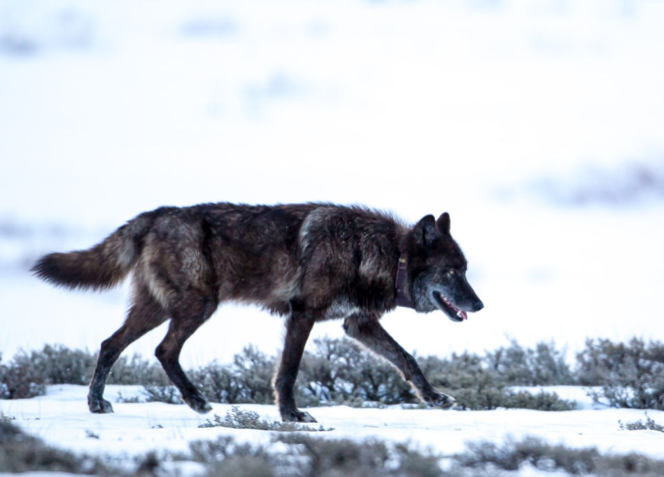 دنیای حیرت‌انگیز گرگ ها؛ نتیجه ۲۵ سال تحقیق یک جانور شناس از زندگی شکارچیان دوست‌داشتنی [قسمت اول]