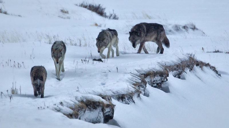 دنیای حیرت‌انگیز گرگ ها؛ نتیجه ۲۵ سال تحقیق یک جانور شناس از زندگی شکارچیان دوست‌داشتنی [قسمت اول]