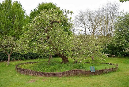 سفر دانه‌های سیب درخت معروفِ نیوتن به فضا+عکس