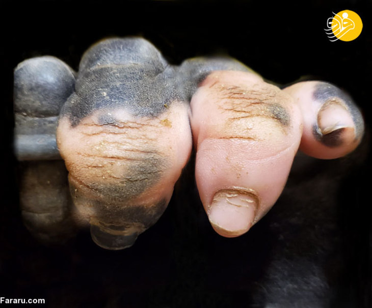 گوریلی که با انگشتانش انسان به نظر می‌رسد+عکس