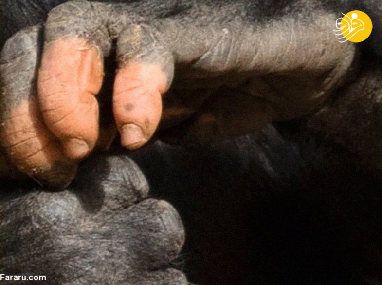 گوریلی که با انگشتانش انسان به نظر می‌رسد+عکس
