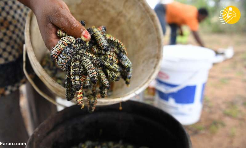 کرم‌های موپان؛ غذای ارزشمند مردم بوتسوانا