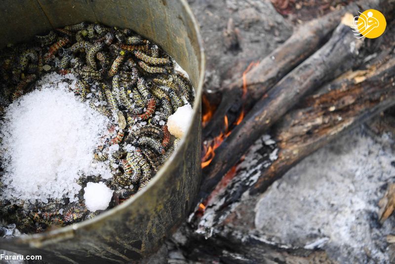 کرم‌های موپان؛ غذای ارزشمند مردم بوتسوانا