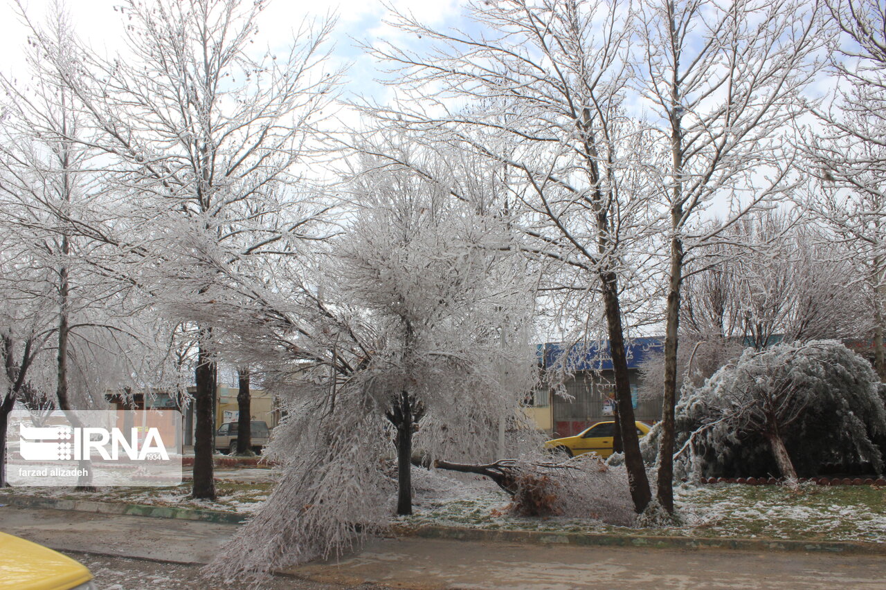 قندیل بستن درختان در سرمای کم سابقه ایلام + عکس