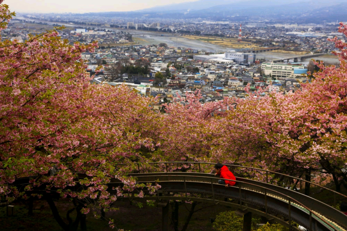 درخت های گیلاس «ساکورا»در ژاپن