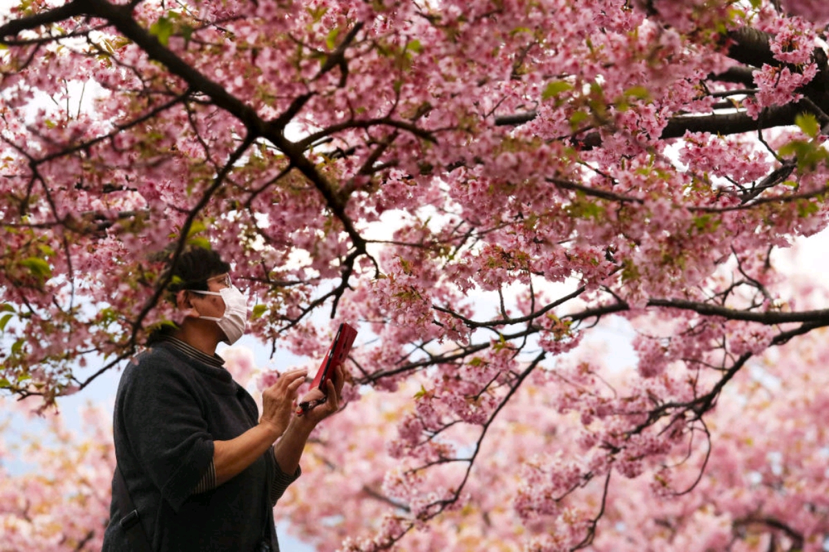 درخت های گیلاس «ساکورا»در ژاپن