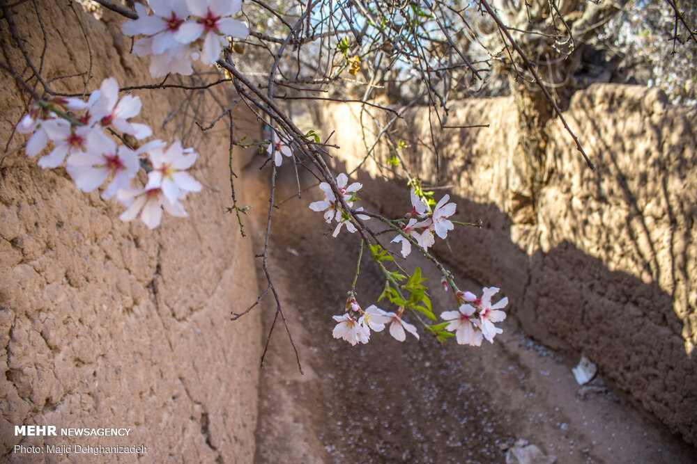شکوفه‌های بهاری در یزد