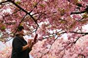 درخت‌های گیلاس «ساکورا»در ژاپن
