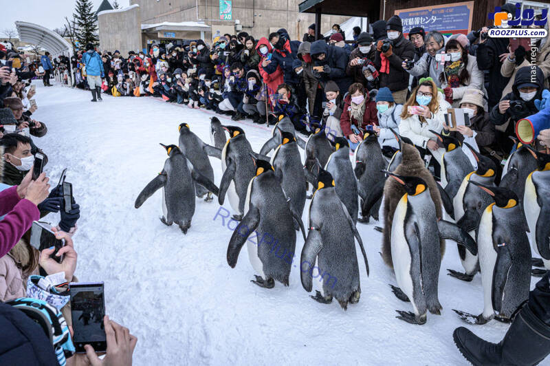 تصویری جالب از رژه پنگوئن‌ها در باغ وحش