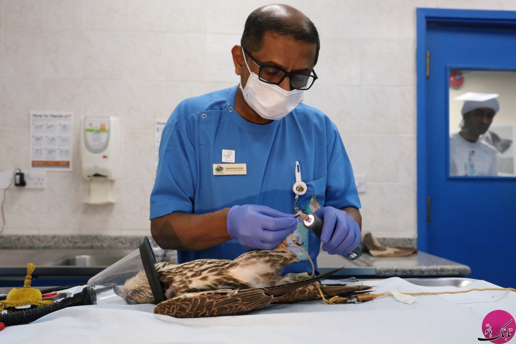 بیمارستان بزرگ شاهین ها در امارات!