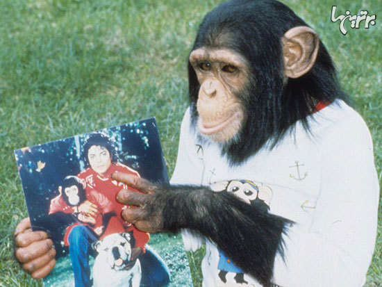 داستان بابلز، شامپانزه‌ای خوش شانس+عکس