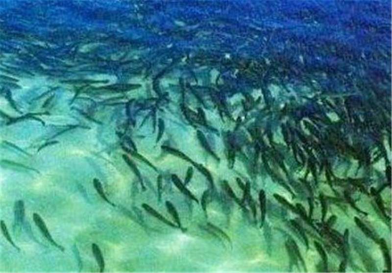 ۱۲۰ میلیون قطعه بچه ماهی در رودخانه های گیلان رهاسایی می شود
