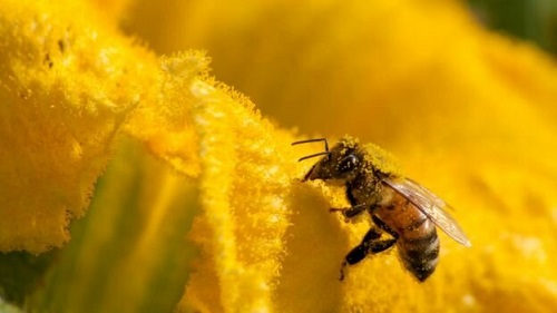 زنبور گزیدگی؛ از واکنش‌های آلرژیک تا مرگ