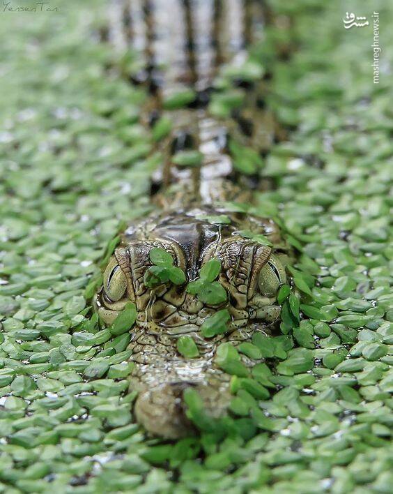 استتار خیره‌کننده تمساح+عکس