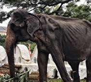 رفتار ظالمانه با فیلِ در حال مرگ