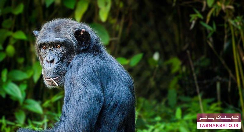یادگیری زبان شامپانزه‌ها سرگرمی عجیب پرنس هری
