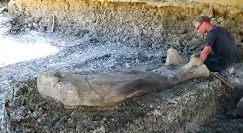 کشف استخوان دایناسور ۱۴۰ میلیون ساله در فرانسه