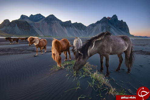 چرای اسب‌های وحشی در ایسلند +عکس