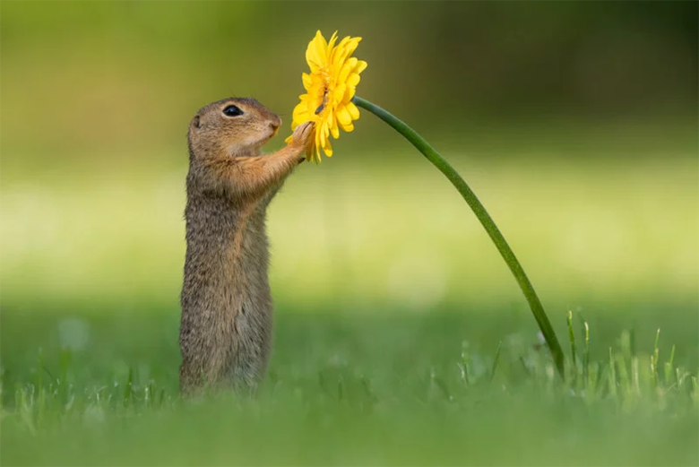 شکار لحظه‌ای استثنایی: تصاویری از بو کشیدن گل زرد توسط سنجاب