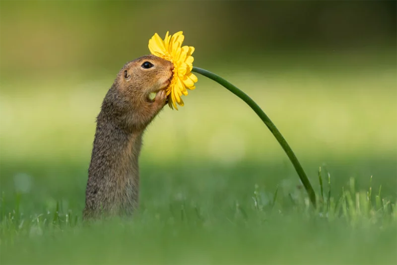 شکار لحظه‌ای استثنایی: تصاویری از بو کشیدن گل زرد توسط سنجاب