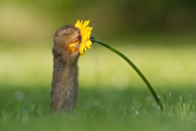 تصاویری از بو کشیدن گل زرد توسط سنجاب