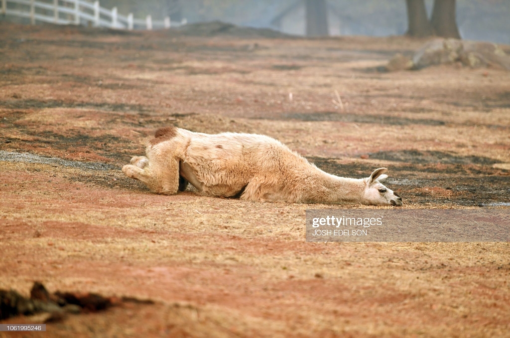 حیوانات کباب شده و ماشین های سوخته در جهنم کالیفرنیا + عکس