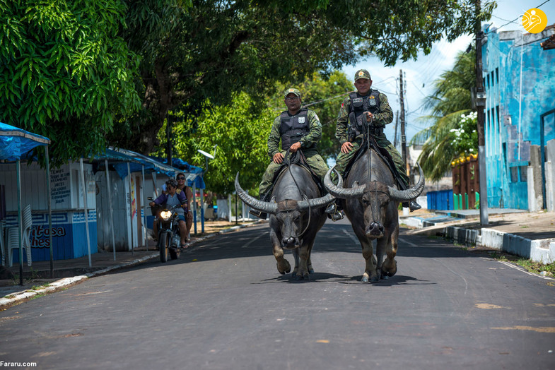 گشت‌زنی سربازان پلیس سوار بر بوفالوها+عکس