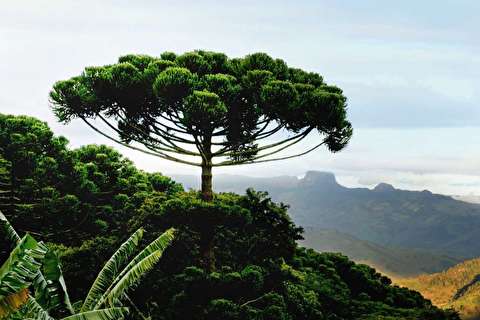 عجیب‌ و غریب ترین درختان جهان که تاکنون ندیده اید