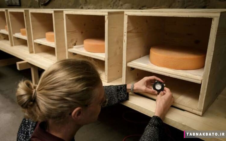 روش عجیب برای خوشمزه تر شدن پنیرها در سوئیس