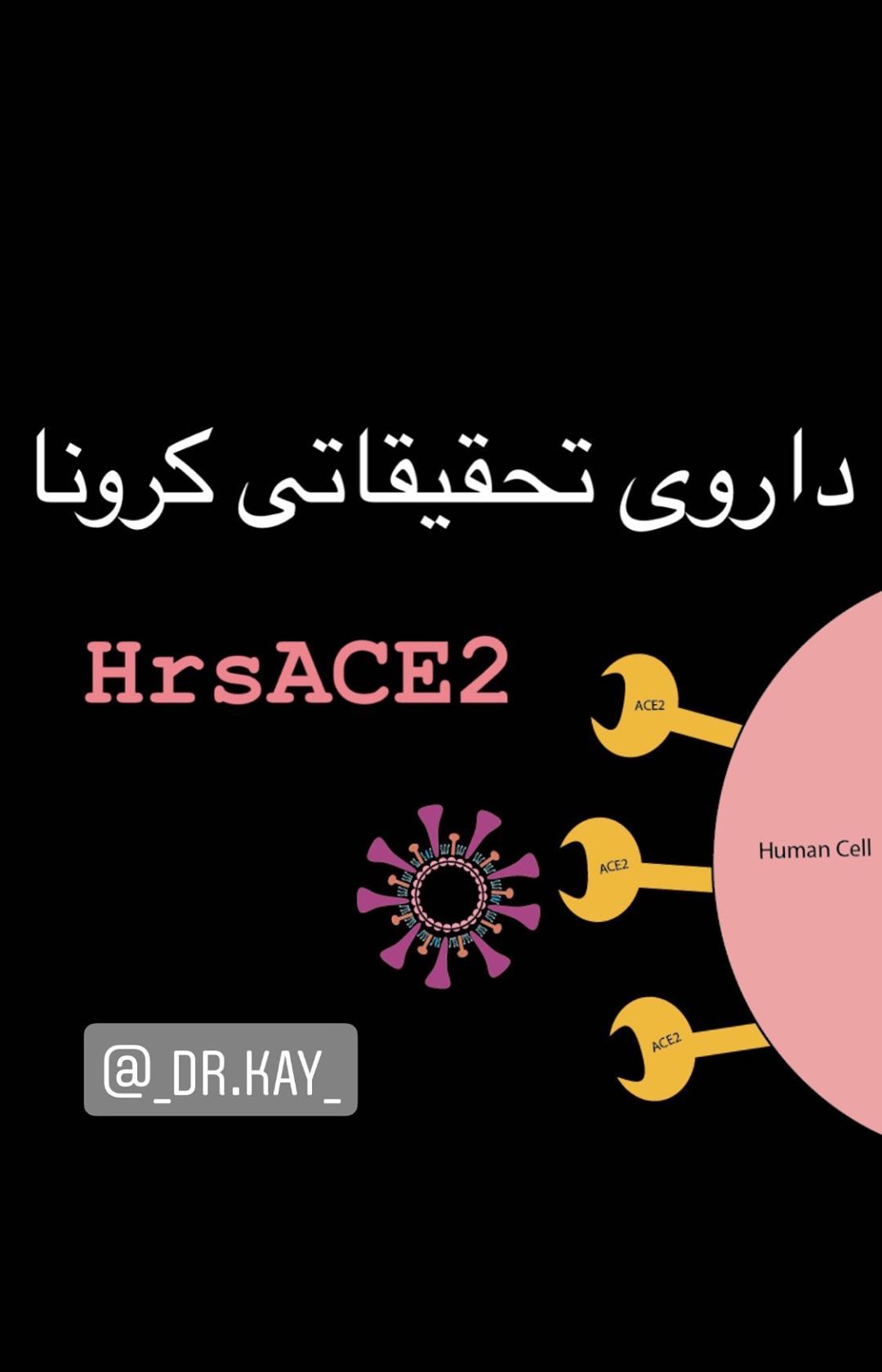 نتیجه موفقیت‌آمیز داروی hrsACE2 روی ویروس کرونا