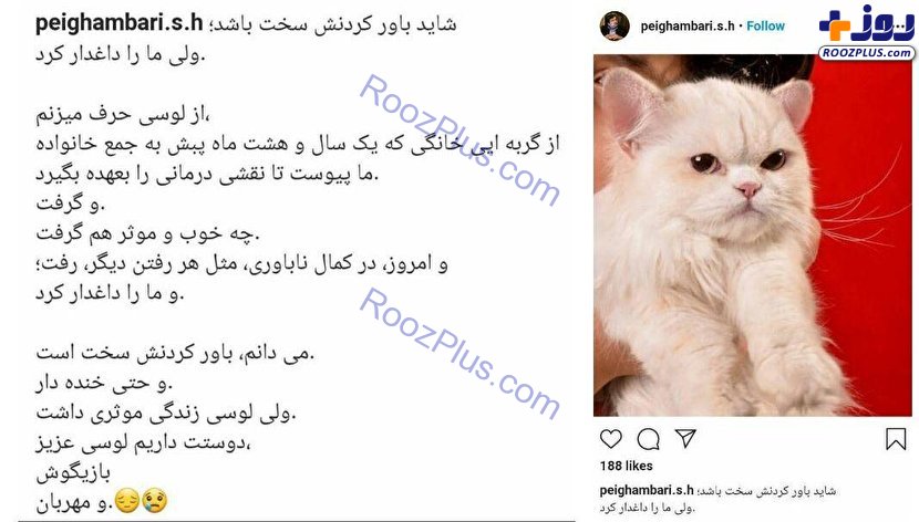 آقای مدیر کل عزادار مرگ گربه‌اش شد +عکس