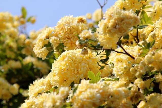 گل آبشار طلایی و روش تکثیر و نگهداری آن