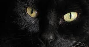 چرا چشم گربه ها در شب می درخشد