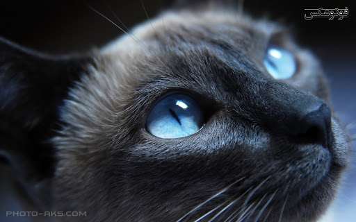 چرا چشم گربه ها در شب می درخشد؟