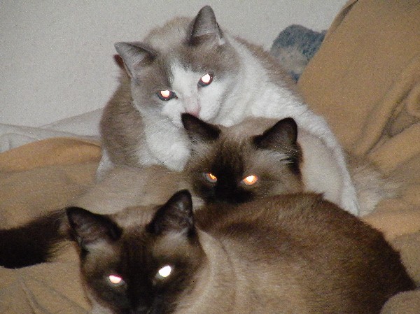 چرا چشم گربه ها در شب می درخشد؟