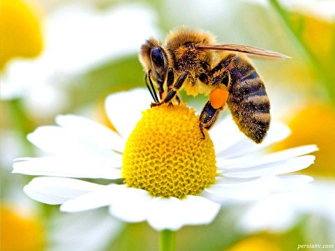 تایم لپس شگفت انگیزی از مراحل رشد زنبور عسل