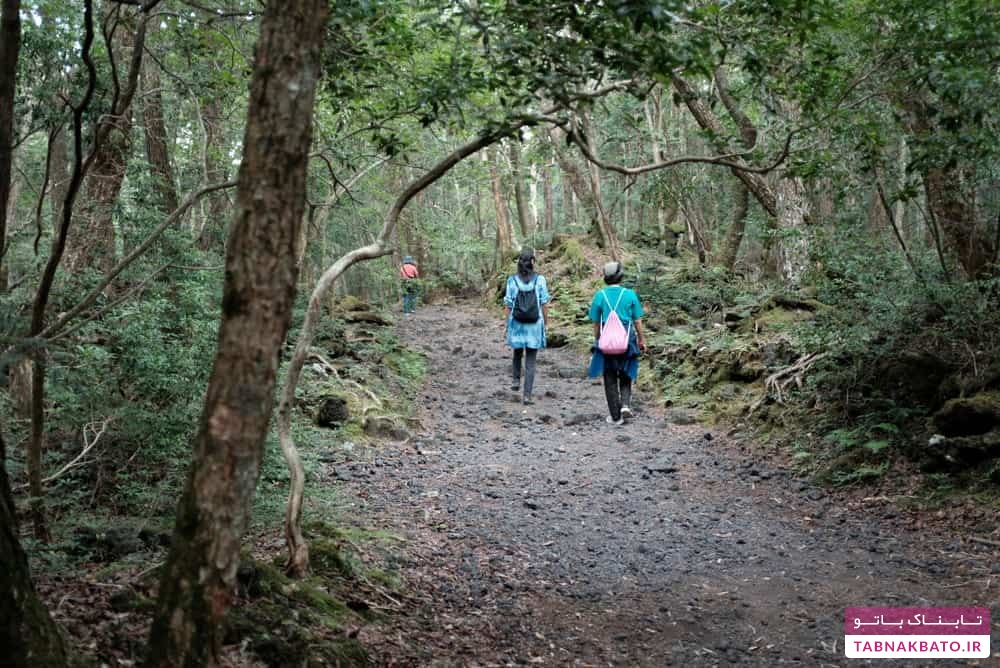 حقایق باورنکردنی از جنگل خودکشی در ژاپن