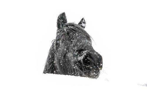 از کارناوال سنتی سیاه و سفید تا فرو رفتن اسب تا گردن در برف