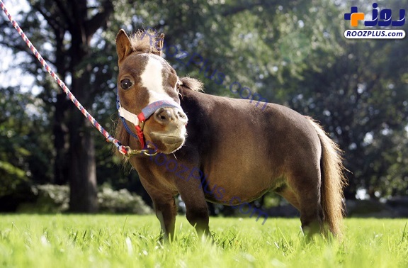 تامبلینا؛ کوچکترین اسب جهان+عکس