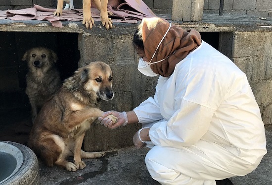 پناهگاه سگ‌ها در شیراز+عکس