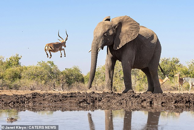 ثبت لحظه ای رودرویی ناگهانی ایمپالا و فیل + عکس
