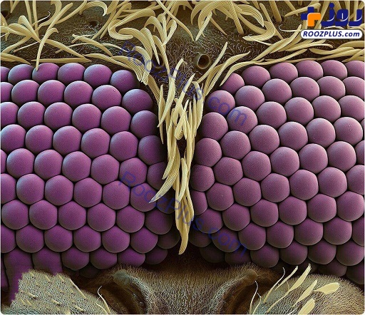 عکسی عجیب از چشم های پشه زیر میکروسکوپ