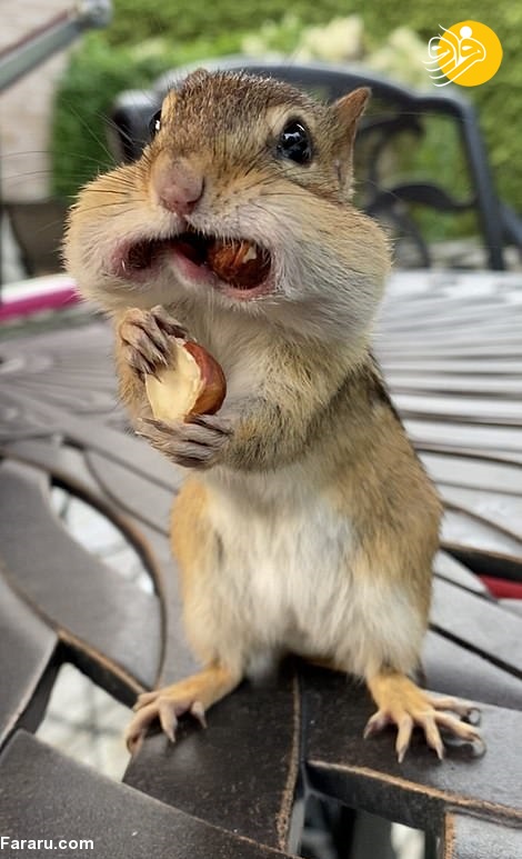 تصاویر جالب از سنجاب‌ها با دهان پر از آجیل