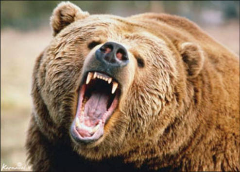 روزی که خرس رئیس باغ‌وحش تبریز را خورد!