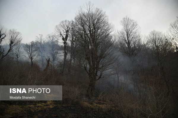 اراضی جنگلی «نکا» همچنان در آتش می‌سوزد +عکس